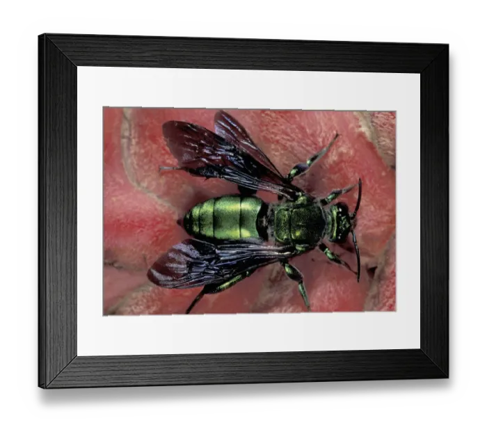 Framed Print : CA, Panama, Barro Colorado Island Euglossine bee (Euglossinae family) Framed Print : CA, Panama, Barro Colorado Island Euglossine bee (Euglossinae family)