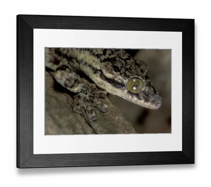 Framed Print : Central America, Panama, Barro Colorado Island Large gekko (Thecadactylus sp. )