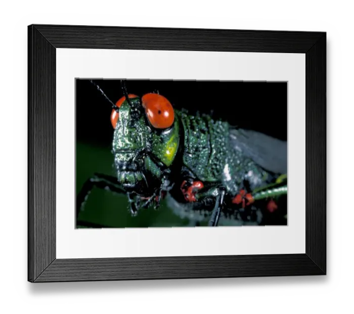 Framed Print : Central America, Panama, Barro Colorado Island. Red-eyed grasshopper Framed Print : Central America, Panama, Barro Colorado Island. Red-eyed grasshopper
