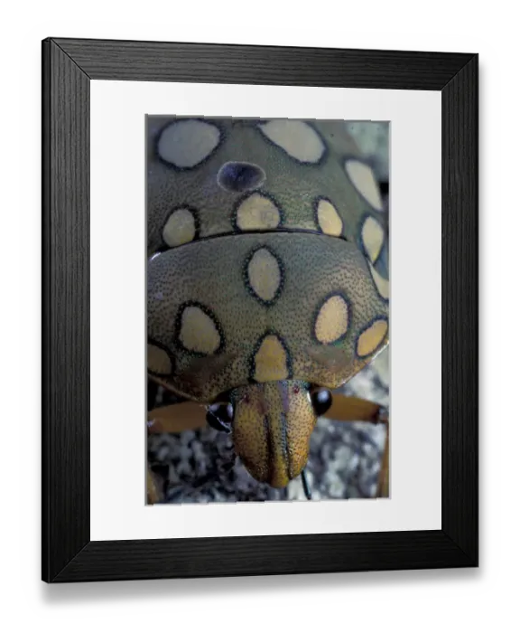 Framed Print : CA, Panama, Barro Colorado Island Beetle (order Coleoptera)