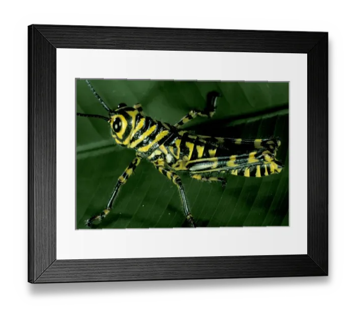 Framed Print : Central America, Panama, Barro Colorado Island. Black and yellow grasshopper Framed Print : Central America, Panama, Barro Colorado Island. Black and yellow grasshopper