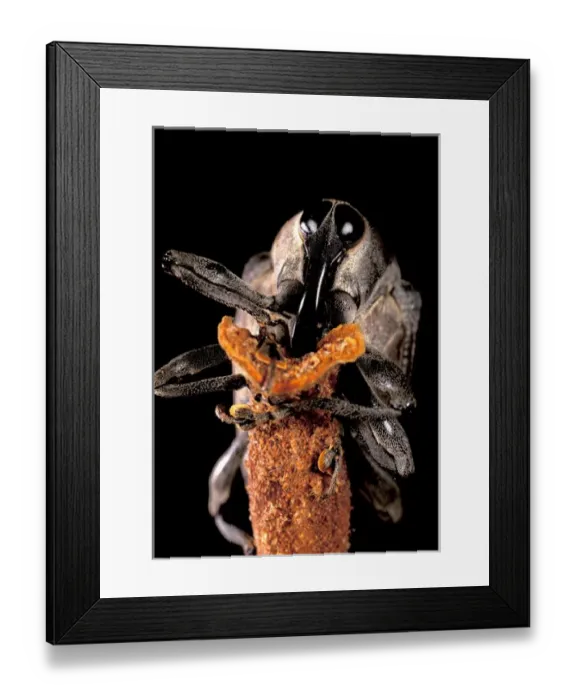 Framed Print : Central America, Panama, Barro Colorado Island. Portrait of weevil Framed Print : Central America, Panama, Barro Colorado Island. Portrait of weevil