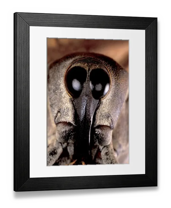 Framed Print : Central America, Panama, Barro Colorado Island. Weevil head portrait Framed Print : Central America, Panama, Barro Colorado Island. Weevil head portrait
