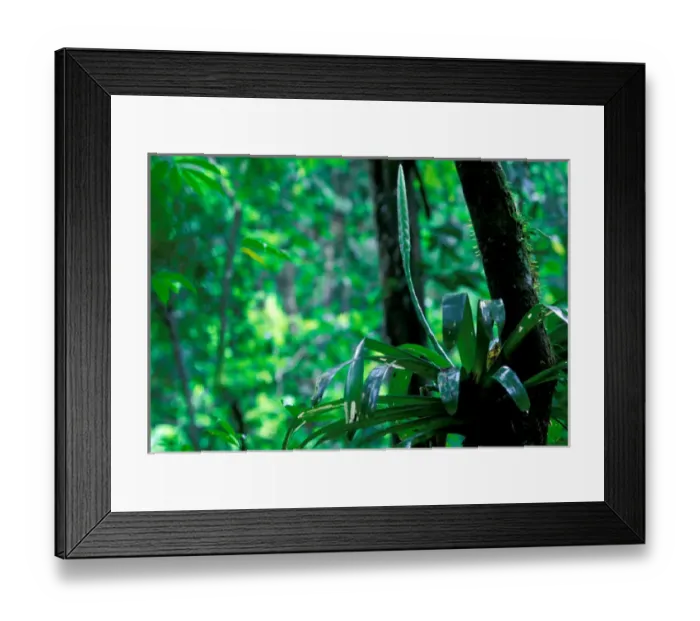 Framed Print : Central America, Panama, Barro Colorado Island. Epiphyte, Vriesea sp Framed Print : Central America, Panama, Barro Colorado Island. Epiphyte, Vriesea sp
