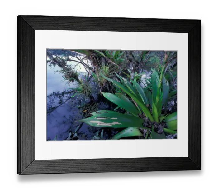 Framed Print : Central America, Panama, Barro Colorado Island. Epiphyte (Vriesea sanguinolenta) Framed Print : Central America, Panama, Barro Colorado Island. Epiphyte (Vriesea sanguinolenta)
