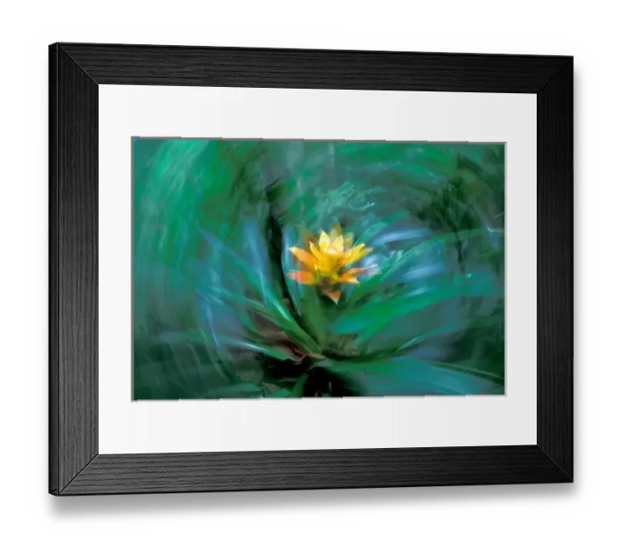 Framed Print : Central America, Panama, Barro Colorado Island. Epiphyte, Guzmania sp Framed Print : Central America, Panama, Barro Colorado Island. Epiphyte, Guzmania sp