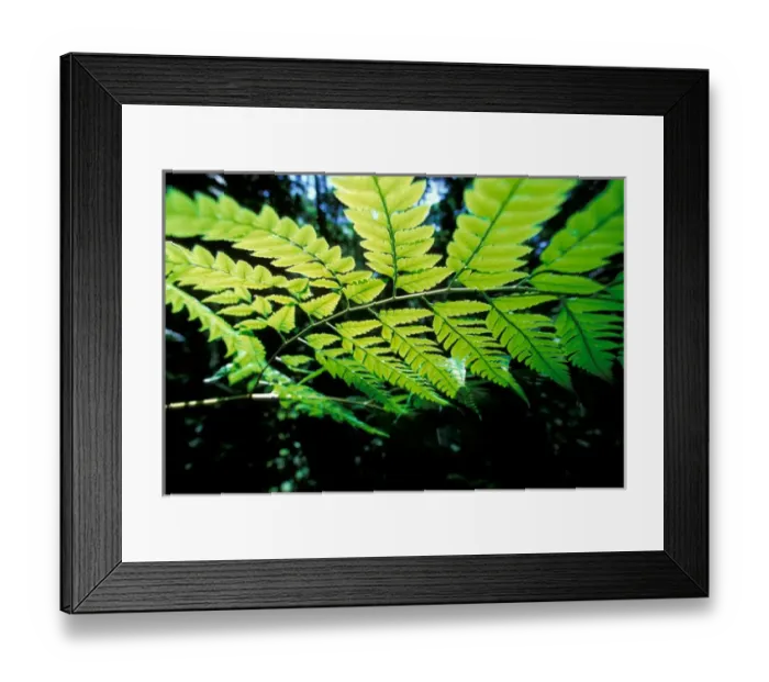 Framed Print : Central America, Panama, Barro Colorado Island. Backlit leaves Framed Print : Central America, Panama, Barro Colorado Island. Backlit leaves