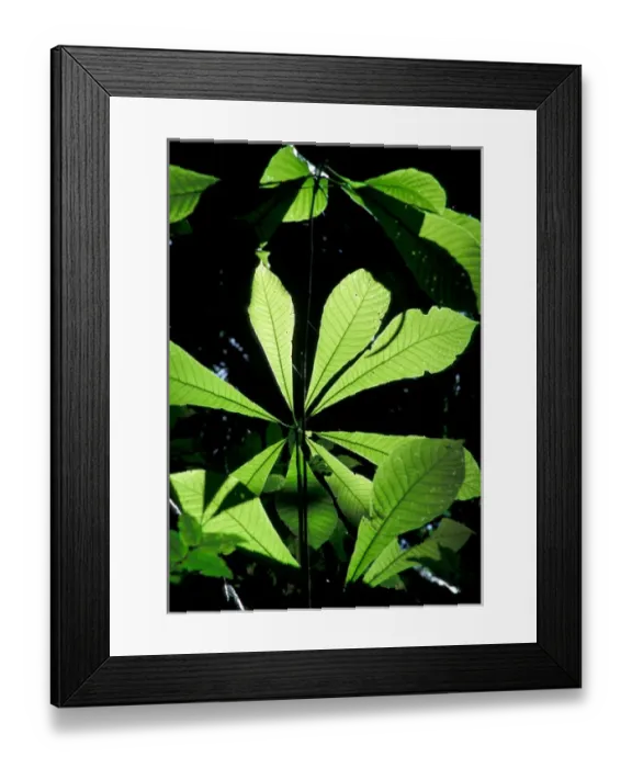 Framed Print : Central America, Panama, Barro Colorado Island. Backlit leaves Framed Print : Central America, Panama, Barro Colorado Island. Backlit leaves