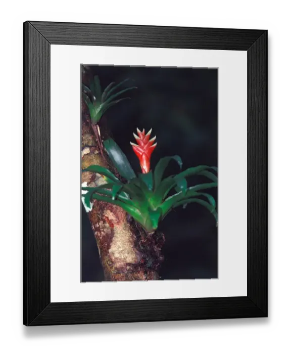 Framed Print : Central America, Panama, Barro Colorado Island. Epiphyte Framed Print : Central America, Panama, Barro Colorado Island. Epiphyte