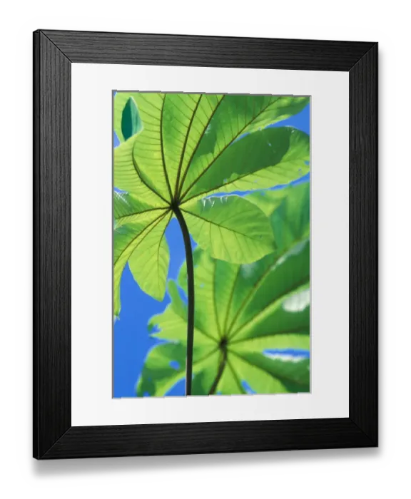 Framed Print : Central America, Panama, Barro Colorado Island. Backlit leaves
