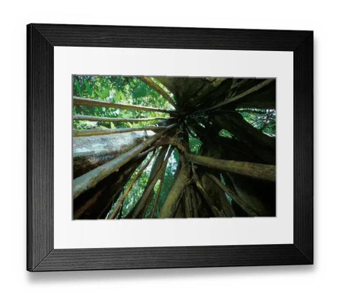 Framed Print : Central America, Panama, Barro Colorado Island. Inside view of a strangler fig