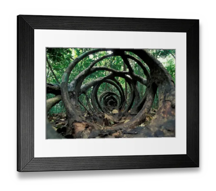 Framed Print : Central America, Panama, Barro Colorado Island. Skeleton of fallen strangler fig Framed Print : Central America, Panama, Barro Colorado Island. Skeleton of fallen strangler fig