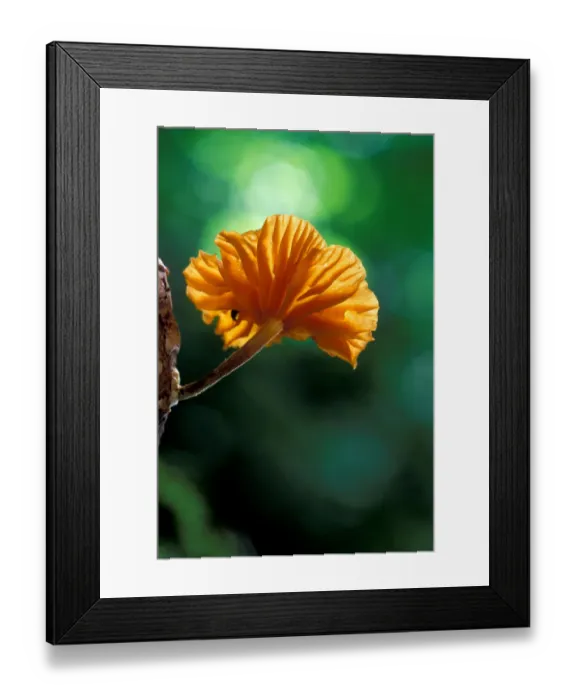 Framed Print : Central America, Panama, Barro Colorado Island. Orange fungus on tree Framed Print : Central America, Panama, Barro Colorado Island. Orange fungus on tree