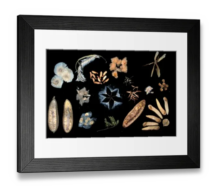 Framed Print : Central America, Panama, Barro Colorado Island. Collection of wind dispersed seeds Framed Print : Central America, Panama, Barro Colorado Island. Collection of wind dispersed seeds