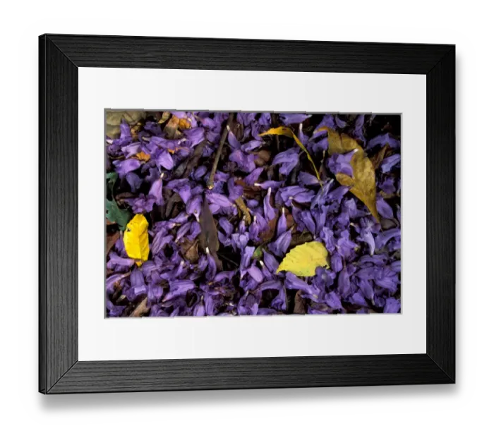Framed Print : Central America, Panama, Barro Colorado Island. Purple flowers on forest floor, Jacaranda Framed Print : Central America, Panama, Barro Colorado Island. Purple flowers on forest floor, Jacaranda