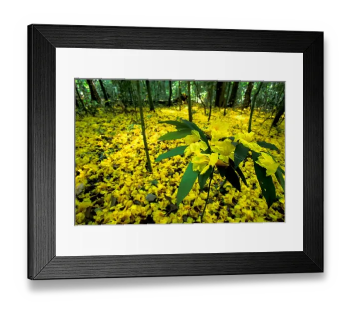 Framed Print : Central America, Panama, Barro Colorado Island. Carpet of yellow flowers on forest floor