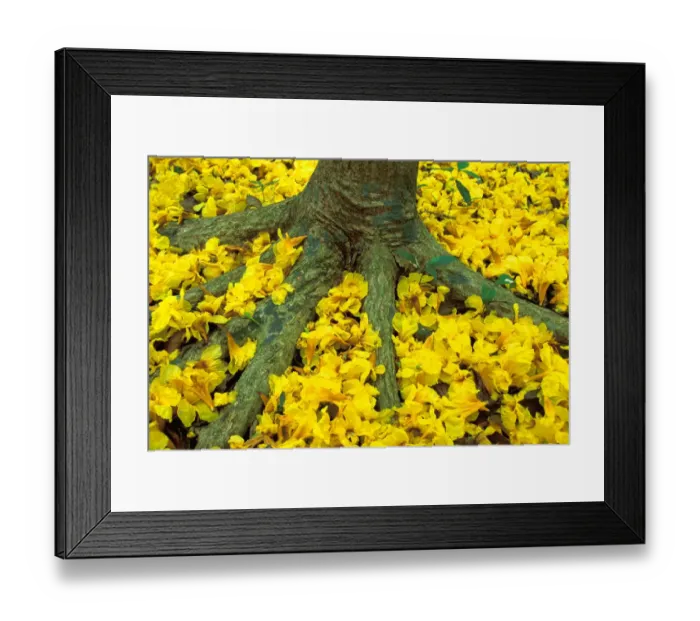 Framed Print : Central America, Panama, Barro Colorado Island. Carpet of yellow flowers on forest floor