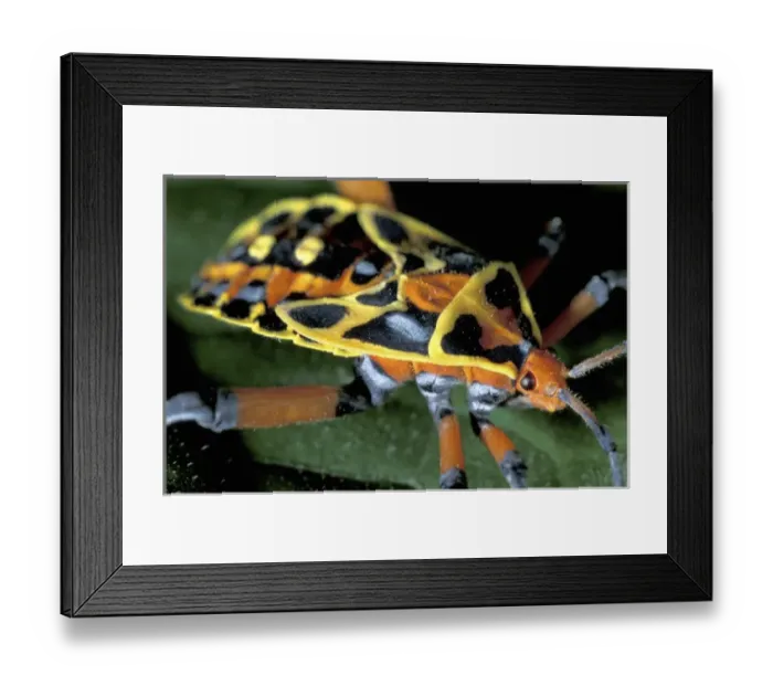 Framed Print : CA, Panama, Barro Colorado Island colorful plant bug Framed Print : CA, Panama, Barro Colorado Island colorful plant bug