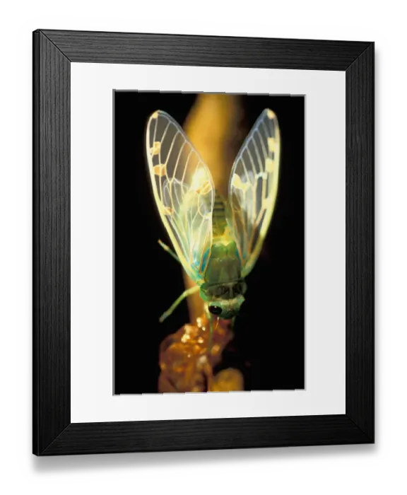 Framed Print : CA, Panama, Barro Colorado Island freshly hatched cicada hanging on the pupal Framed Print : CA, Panama, Barro Colorado Island freshly hatched cicada hanging on the pupal