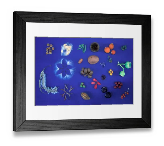 Framed Print : Central America, Panama, Barro Colorado Island. Collection of native seeds and fruits