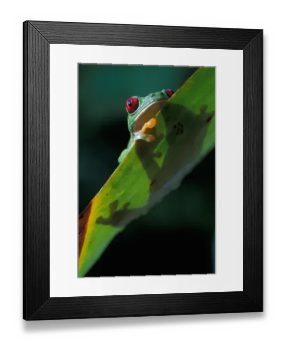 Framed Print : CA, Panama, Barro Colorado Island red eyed tree frog (Agalychnis callidryas) on leaf Framed Print : CA, Panama, Barro Colorado Island red eyed tree frog (Agalychnis callidryas) on leaf