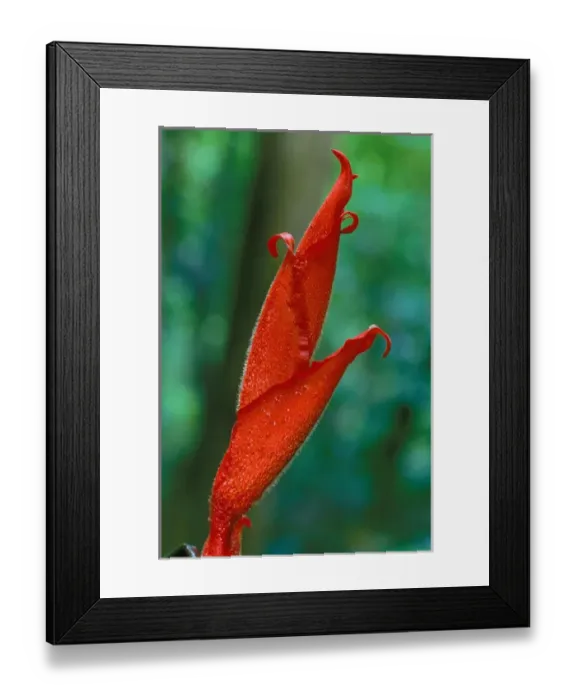 Framed Print : CA, Central Panama, Barro Colorado Island red heliconia flower (Heliconia sp. ) Framed Print : CA, Central Panama, Barro Colorado Island red heliconia flower (Heliconia sp. )