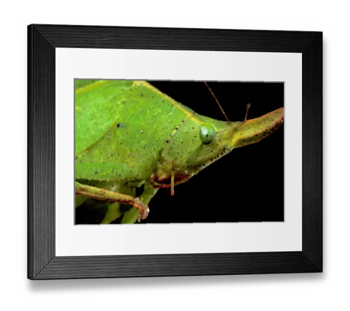 Framed Print : Central America, Panama, Barro Colorado Island. Katydid performing leaf mimic, close up