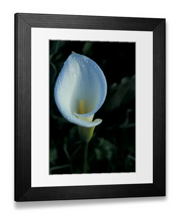 Framed Print : CA, Panama, Vulcan Baru NP, Chiriqui white calla lily Framed Print : CA, Panama, Vulcan Baru NP, Chiriqui white calla lily