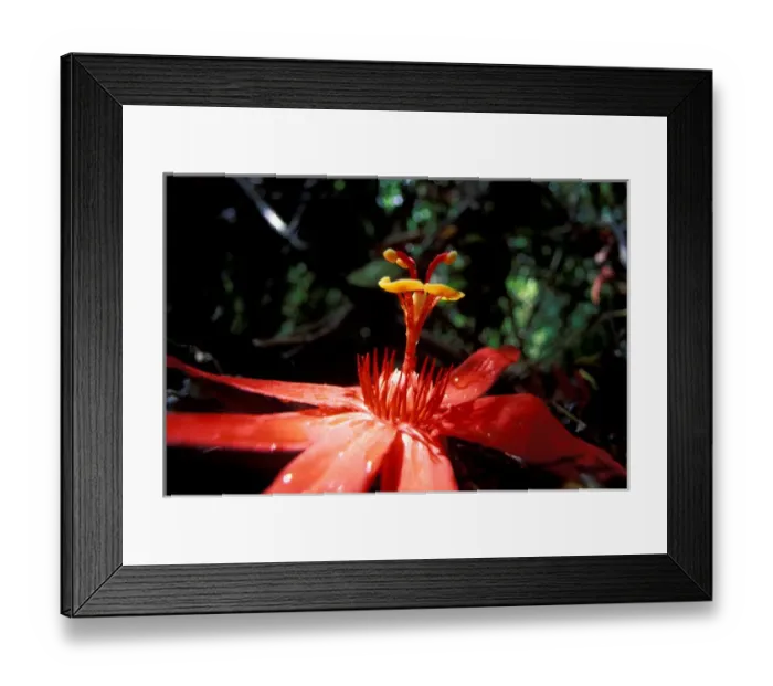 Framed Print : CA, Panama, Barro Colorado Island red Passioflora sp. flower Framed Print : CA, Panama, Barro Colorado Island red Passioflora sp. flower