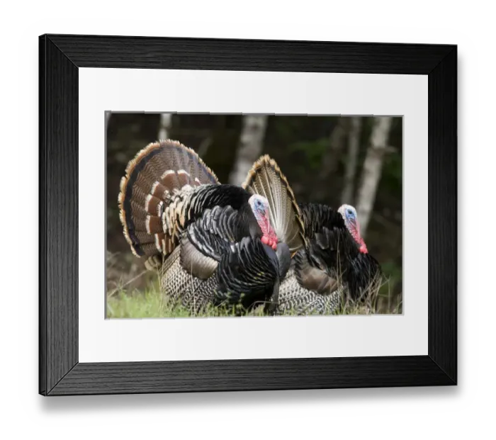 Framed Print : Tom Turkeys in Oregon Framed Print : Tom Turkeys in Oregon