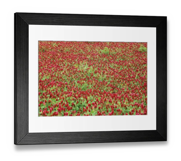 Framed Print : Field of Red Clover in the Willamette Valley of Oregon Framed Print : Field of Red Clover in the Willamette Valley of Oregon