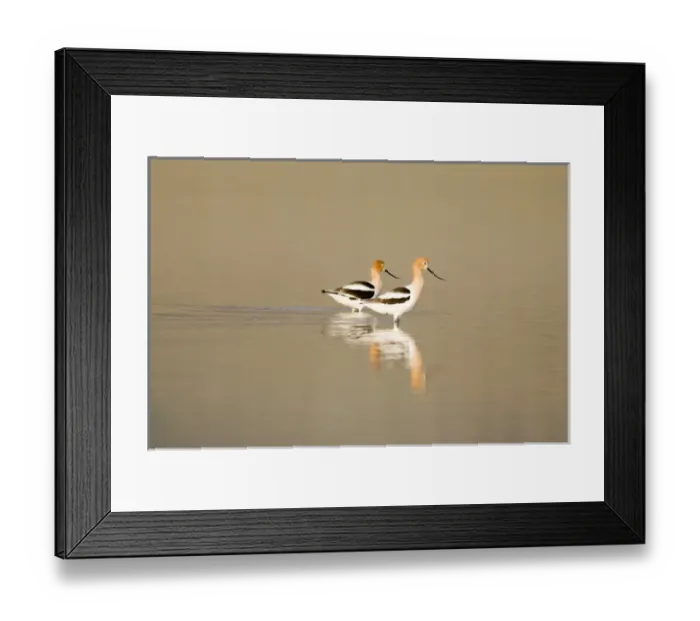 Framed Print : American avocets in shallow water of Mann Lake in southeastern Oregon Framed Print : American avocets in shallow water of Mann Lake in southeastern Oregon