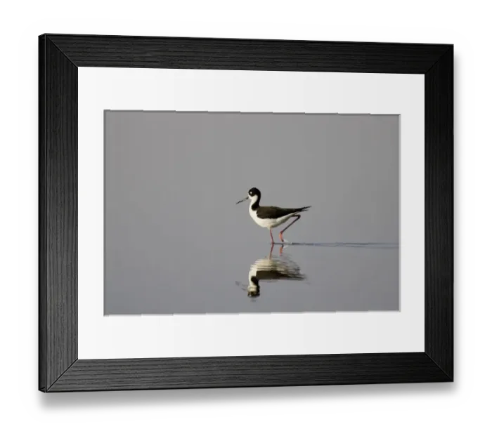 Framed Print : Black necked stilt searches for food in shallow water of Mann Lake in southeastern Oregon