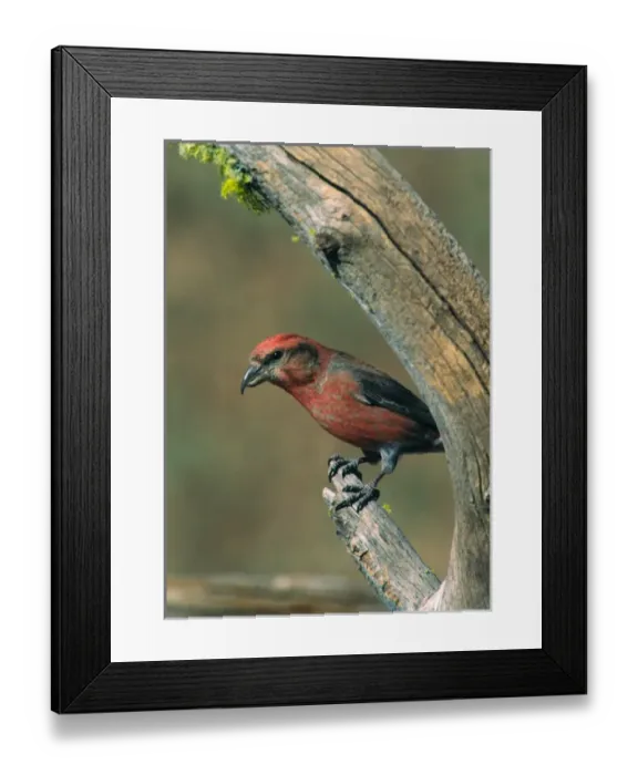 Framed Print : Red Crossbill (Loxia curvirostra). USA, Oregon Framed Print : Red Crossbill (Loxia curvirostra). USA, Oregon