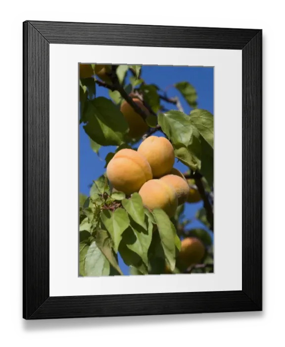 Framed Print : Ripe apricots grow on the tree in Oregon, USA