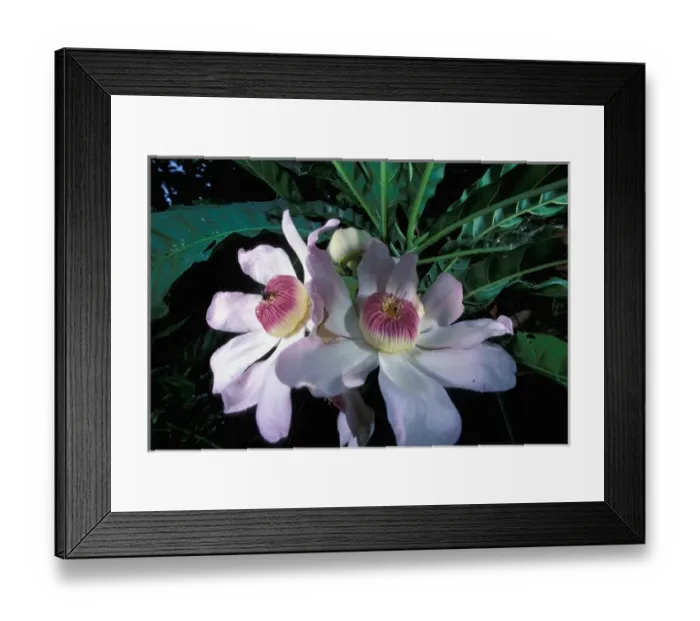 Framed Print : CA, Panama, Barro Colorado Island white flowering tree (Gustavia sp. ) Framed Print : CA, Panama, Barro Colorado Island white flowering tree (Gustavia sp. )