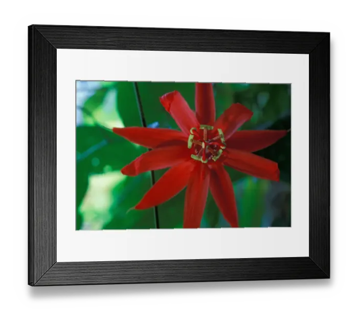 Framed Print : CA, Panama, Barro Colorado Island red Passioflora sp. flower Framed Print : CA, Panama, Barro Colorado Island red Passioflora sp. flower