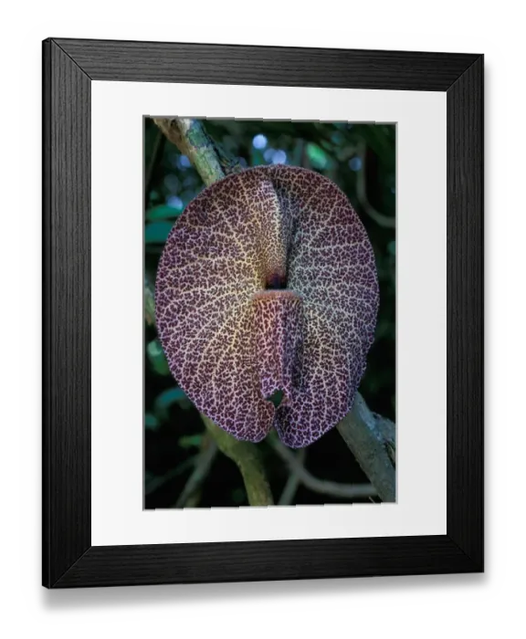 Framed Print : CA, Panama, Barro Colorado Island aristolochia flower (Aristolochia sp. )