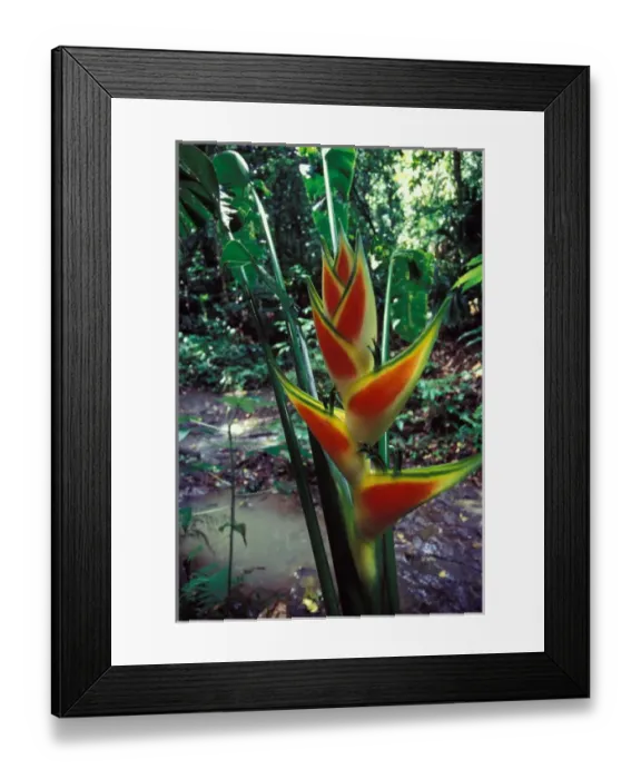 Framed Print : CA, Panama, Barro Colorado Island red and yellow Heliconia flower (Heliconia sp. ) Framed Print : CA, Panama, Barro Colorado Island red and yellow Heliconia flower (Heliconia sp. )