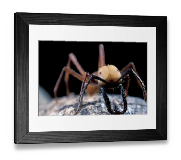 Framed Print : CA, Panama, Barro Colorado Island army ant soldier portrait (Eciton buchelli) Framed Print : CA, Panama, Barro Colorado Island army ant soldier portrait (Eciton buchelli)
