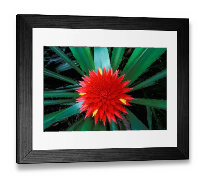 Framed Print : CA, Panama, Barro Colorado Island flower of bromeliad, wild pineapple (Aechmea Framed Print : CA, Panama, Barro Colorado Island flower of bromeliad, wild pineapple (Aechmea