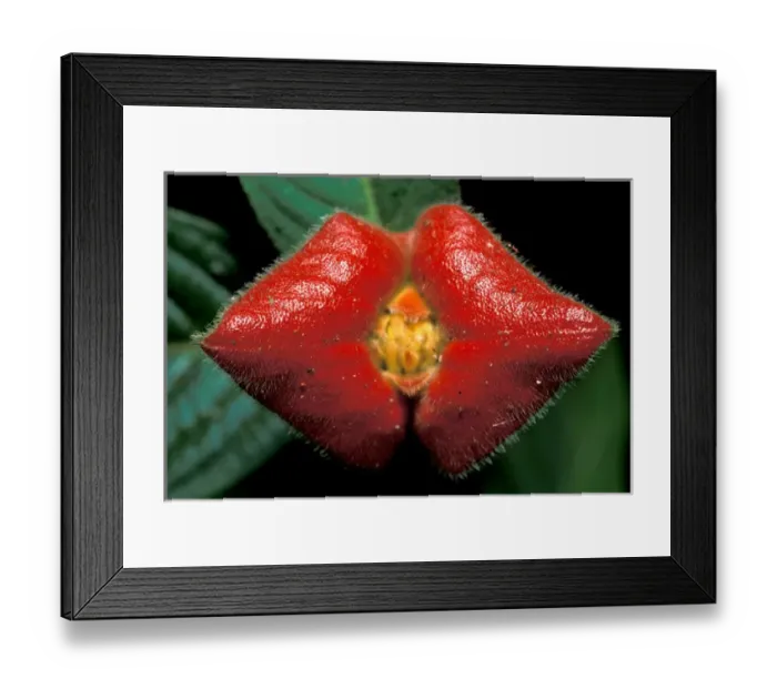Framed Print : CA, Panama, Barro Colorado Island red rainforest flower, kissing lip (Psychotria sp. ) Framed Print : CA, Panama, Barro Colorado Island red rainforest flower, kissing lip (Psychotria sp. )
