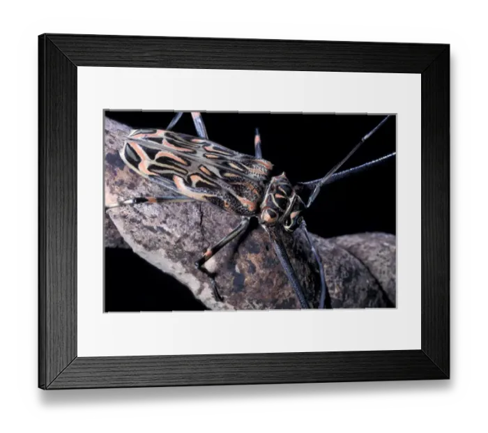 Framed Print : CA, Panama, Barro Colorado Island long-horned beetle with enlarged front feet