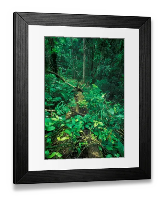 Framed Print : CA, Panama, Barro Colorado Island fresh tree fall gap, approx. 5 months old Framed Print : CA, Panama, Barro Colorado Island fresh tree fall gap, approx. 5 months old