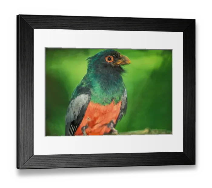 Framed Print : CA, Panama, Barro Colorado Island male Slaty tailed Trogon (Trogon massenia) Framed Print : CA, Panama, Barro Colorado Island male Slaty tailed Trogon (Trogon massenia)