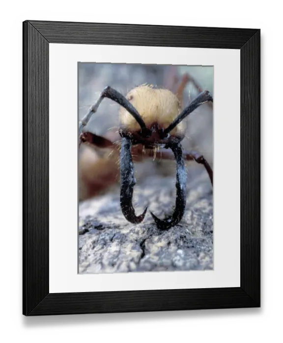 Framed Print : CA, Panama, Barro Colorado Island army ant soldier portrait (Eciton buchelli) Framed Print : CA, Panama, Barro Colorado Island army ant soldier portrait (Eciton buchelli)