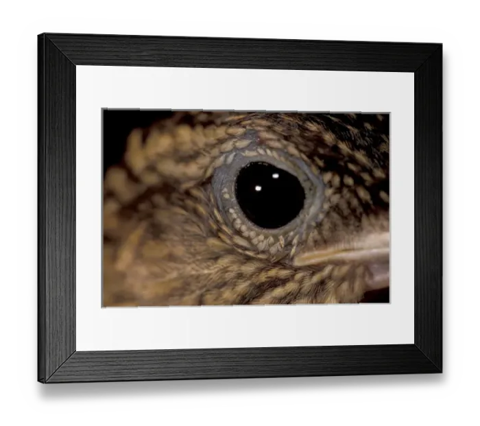 Framed Print : CA, Panama, Barro Colorado Island plain brown woodcreeper (Dendrocincla fuliginosa) Framed Print : CA, Panama, Barro Colorado Island plain brown woodcreeper (Dendrocincla fuliginosa)