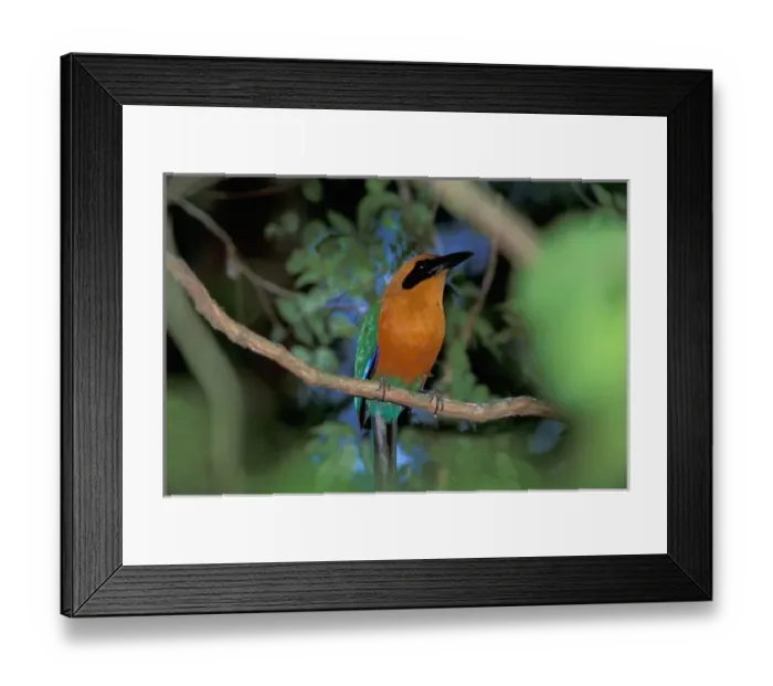 Framed Print : CA, Panama, Barro Colorado Island Roufous Motmot (Baryphthengus martii) Framed Print : CA, Panama, Barro Colorado Island Roufous Motmot (Baryphthengus martii)