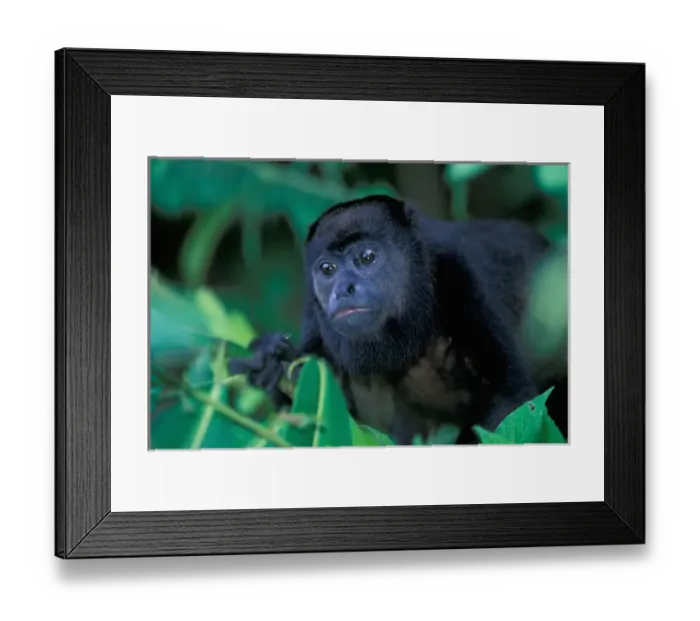 Framed Print : CA, Central Panama, Barro Colorado Island black howler monkey (Alouatta palliata)