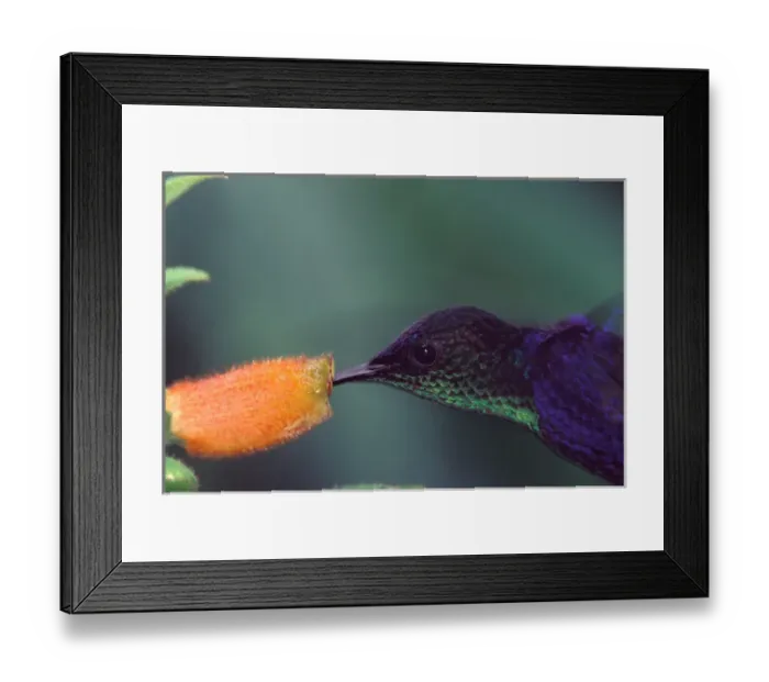 Framed Print : CA, Panama, Barro Colorado Island hummingbird at flower (Damophila julie panamensis)